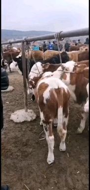 礼县杂交牛 各种品种小牛犊  架子公牛 杂交小公牛 西门塔公牛