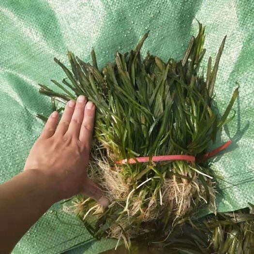 平乐县养虾养蟹苦草，水草