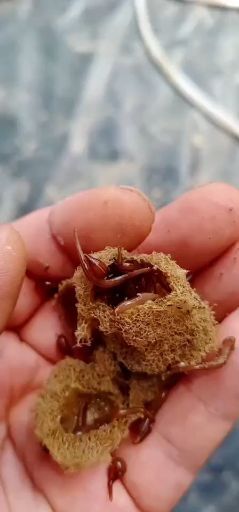 盐城宽体金线蛭 水蛭苗