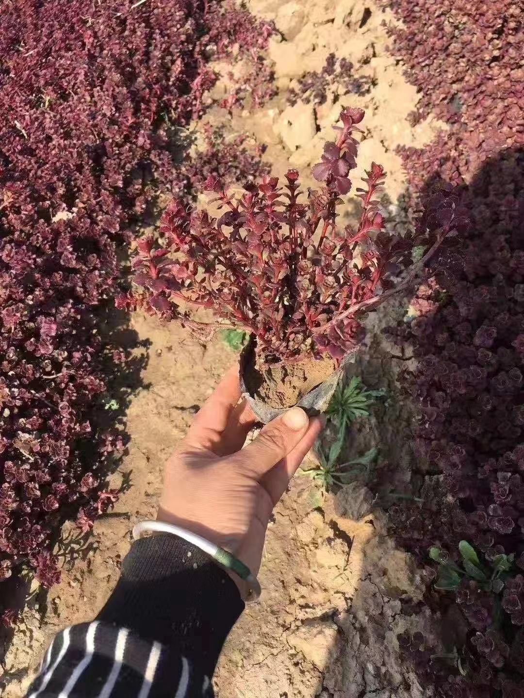 红叶景天  红景天