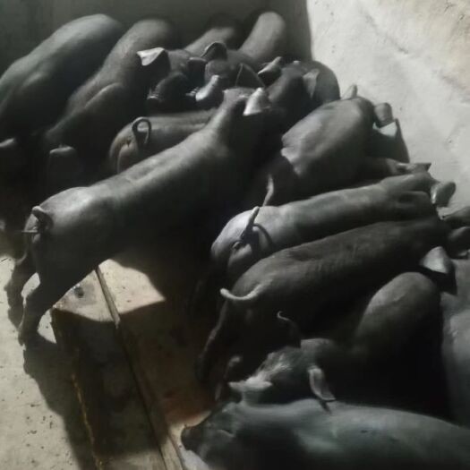 东海县苏太猪苗  苏太母猪 繁育瘦肉型育肥猪苗最好的母本！自产自销！保证质量