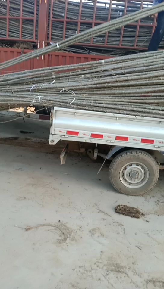 107速生杨树苗，鲁西北苗木基地农户直销，无病虫害，质优价廉