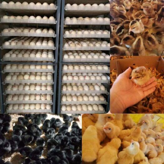 枣阳市土鸡苗 长期供应各种优质鸡苗，价格实惠，品种优良