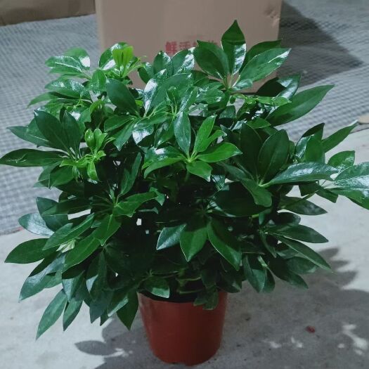 澳洲鴨腳木  鴨腳木青葉鴨腳木室內(nèi)綠植觀賞盆栽基地直銷