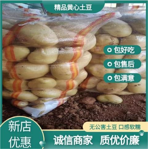 精品黄心土豆:沙地种植，颜色个头薯型三优，质量保证诚信交易。