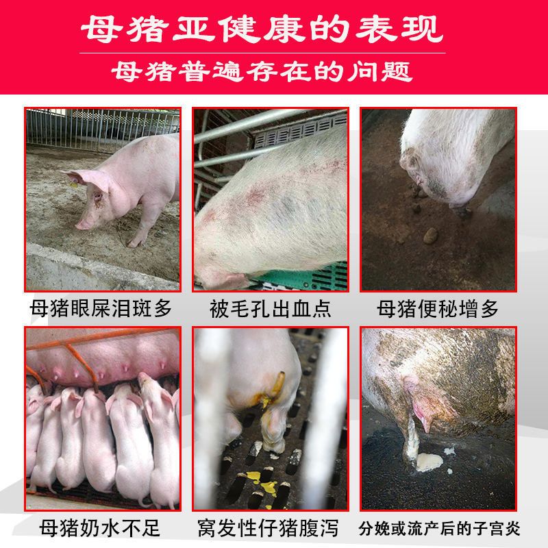 混合型饲料添加剂  【母猪】母猪宝高产仔发情泪斑死皮便秘套餐用品