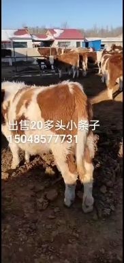 通辽小羔羊 内蒙古通辽市小尾寒羊