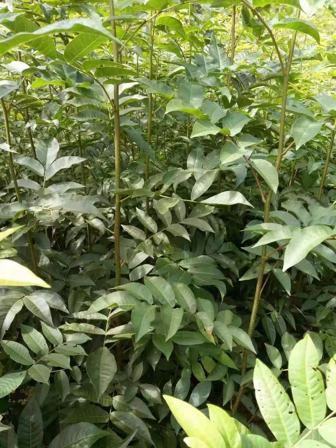 湖南绿生园青钱柳苗金钱柳树苗批发