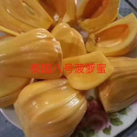 灵山县红肉菠萝蜜苗 菠萝蜜果树苗 新品种泰国红肉菠萝蜜嫁接苗 四季菠萝蜜南方种植