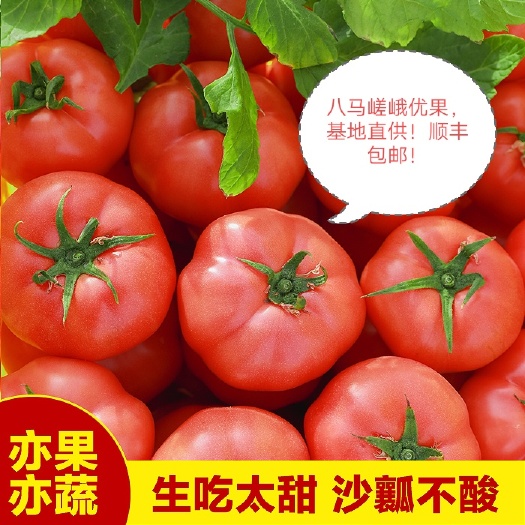 泾阳县普罗旺斯番茄  西红柿普罗旺斯水果西红柿泾阳县八马蔬菜专业合