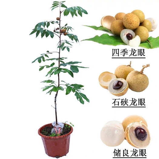 灵山县四季蜜龙眼苗. 石峡龙眼苗. 储良龙眼苗