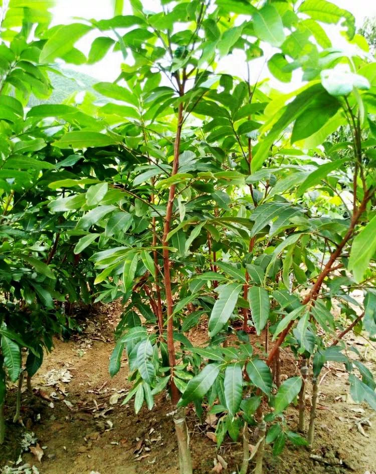 四季蜜龙眼苗. 石峡龙眼苗. 储良龙眼苗