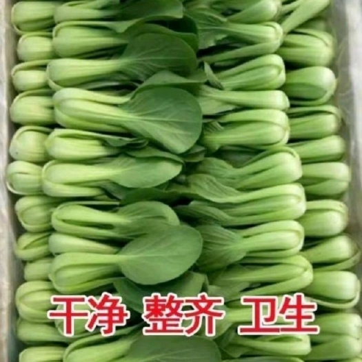 曹县上海青，精品小油菜，现货供应，每天两车