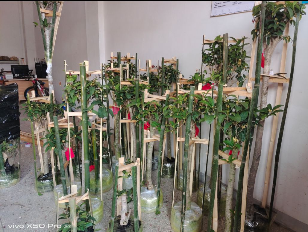 天香台阁桂花原生老桩树