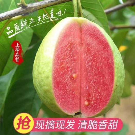 昆明番石榴 红心芭乐
