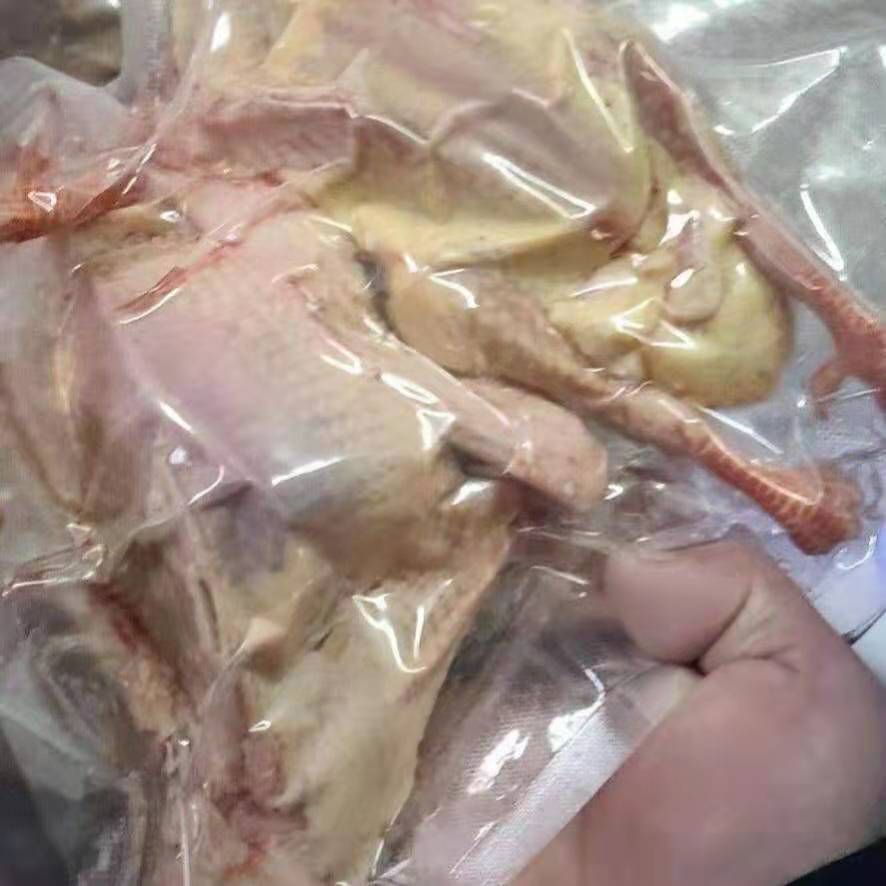 莘县白条鸽  冰鲜乳鸽 ，什么规格都有