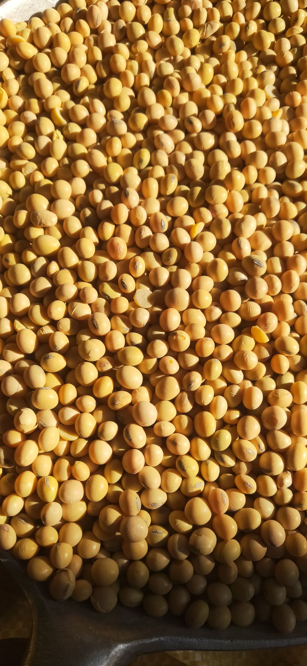 黄大豆  大豆美湾.集装箱货，蛋白40， ，适合榨油龙虾豆