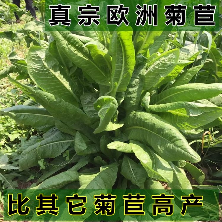 将军菊苣种子大叶菊苣草多年生四季牧草种子猪牛羊鸡鸭鹅鱼草种籽