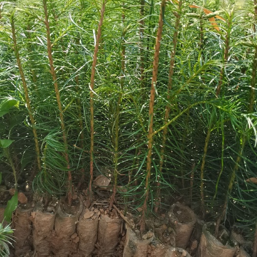 柳杉  大量批发优质杉树杯苗