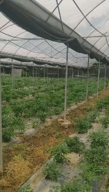  樟树港辣椒，自有基地，常年不断供货