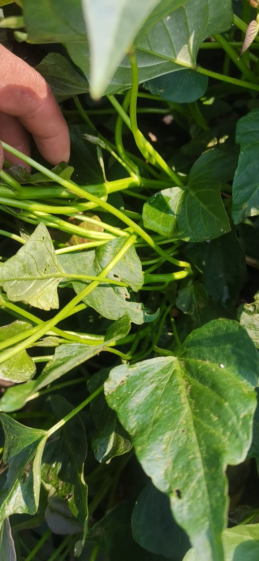 西瓜红红薯苗  广东西瓜红大田苗又粗又壮