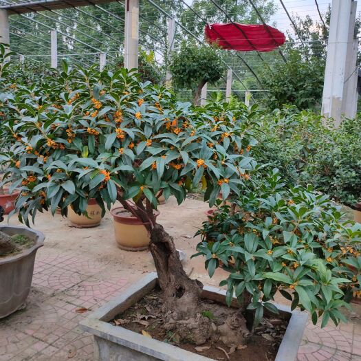 寿光市八月桂  桂花飘香