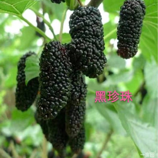 海宁市黑珍珠桑树苗  嫁接苗