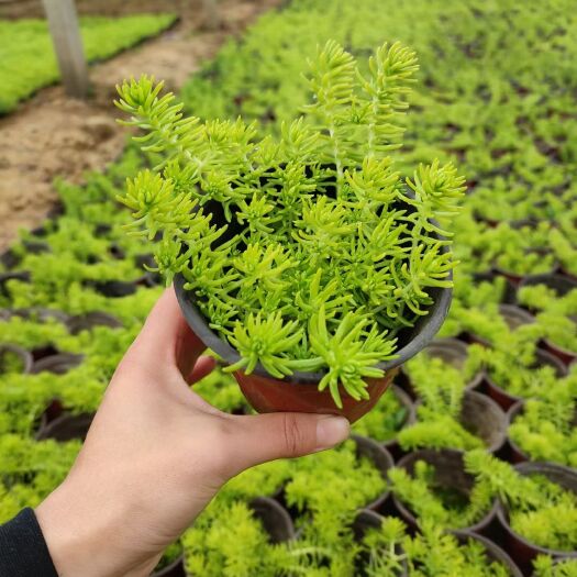 青州市 金叶佛甲草