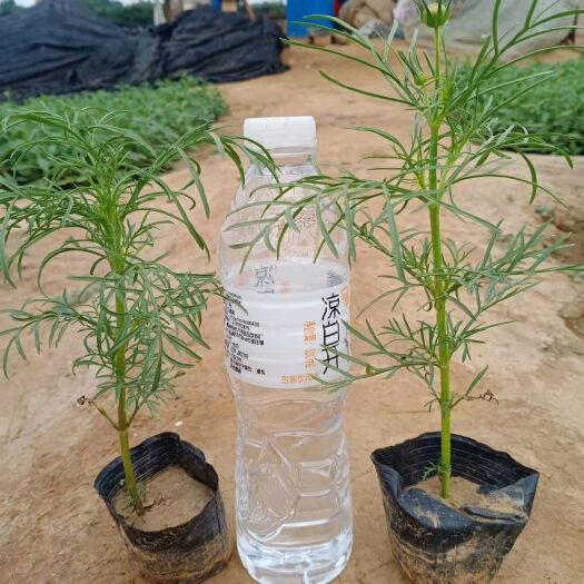 青州市波斯菊