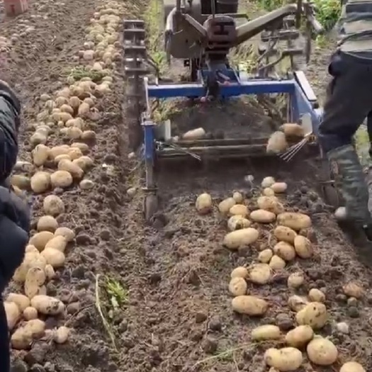 勐海县丽薯6号 云南西双版纳丽薯六号大量走货
