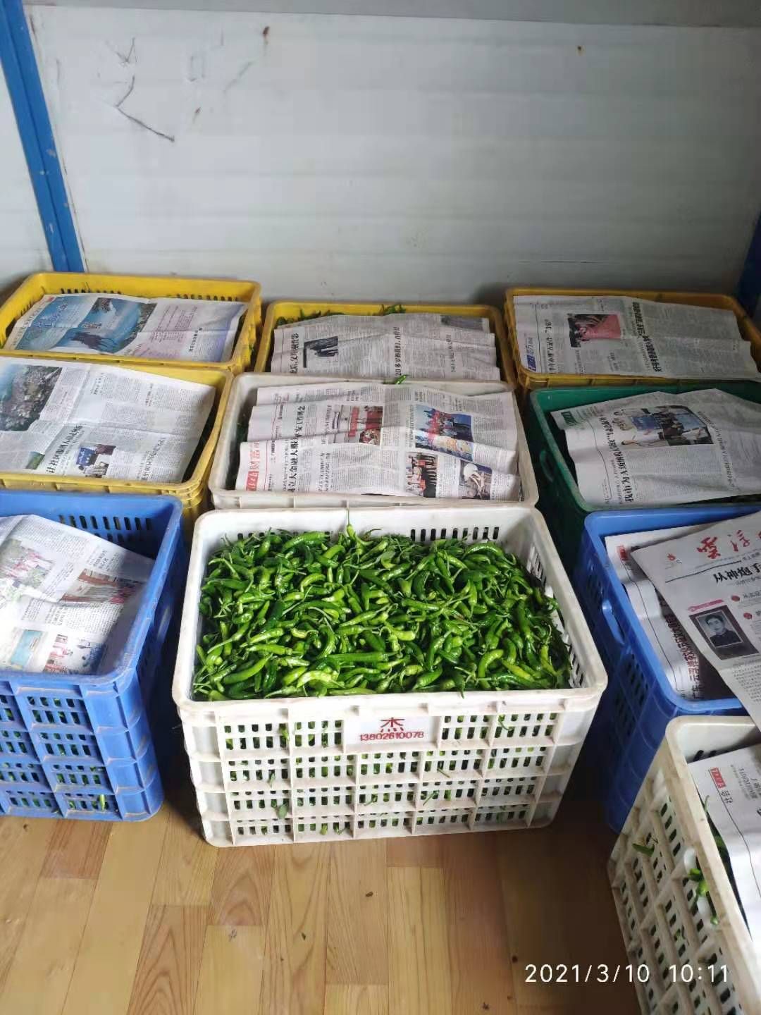  樟树港辣椒，自有基地，常年不断供货