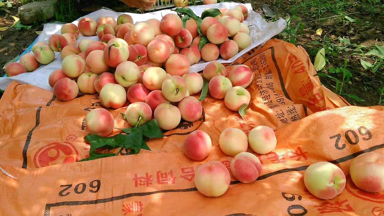 早凤王桃  大、脆、甜、多汁