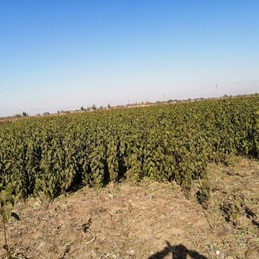 杜仲苗 大量  出售 杜仲树苗地径 0.5—1.5公分  有200W