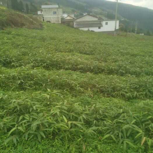 桐梓县 刺方竹大量出售