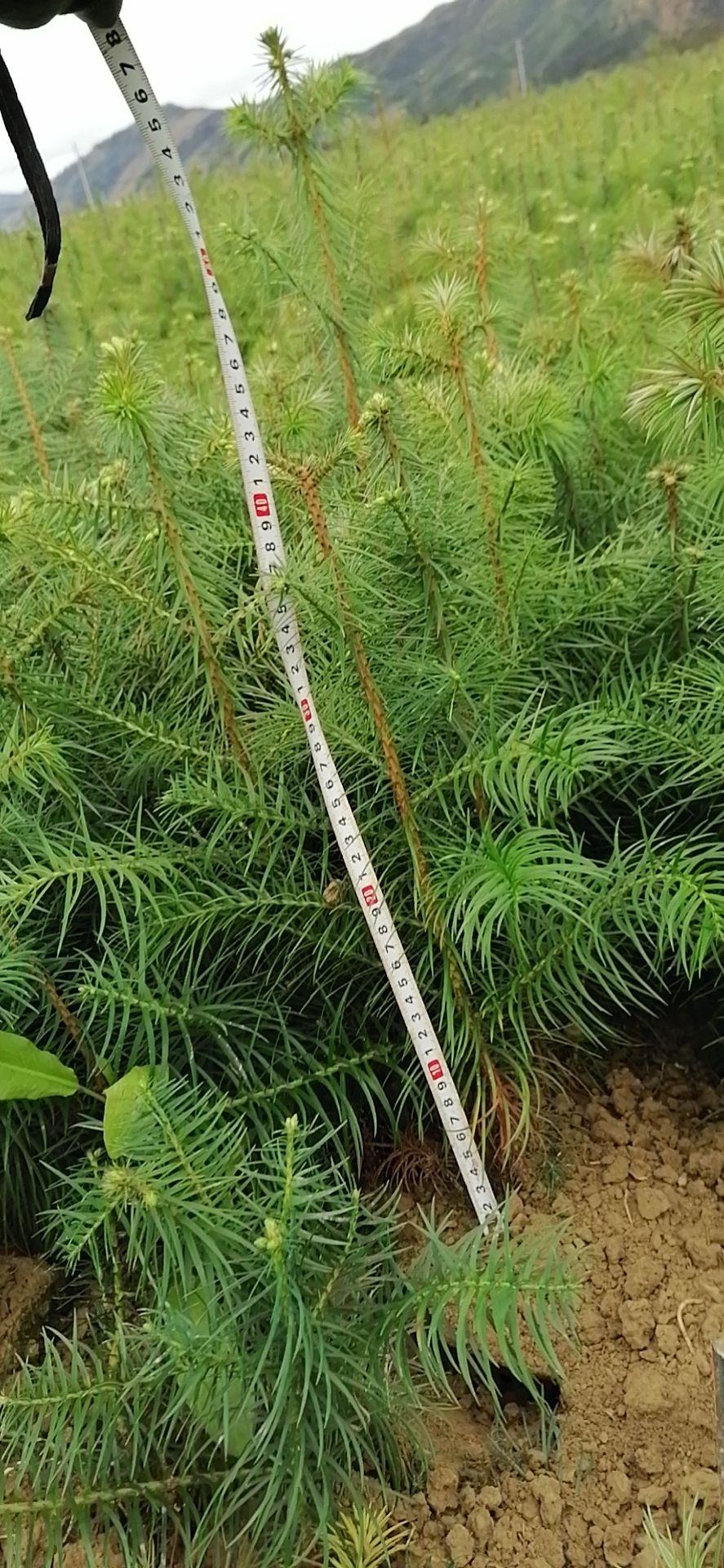  柳州融安香杉牌速生杉木苗