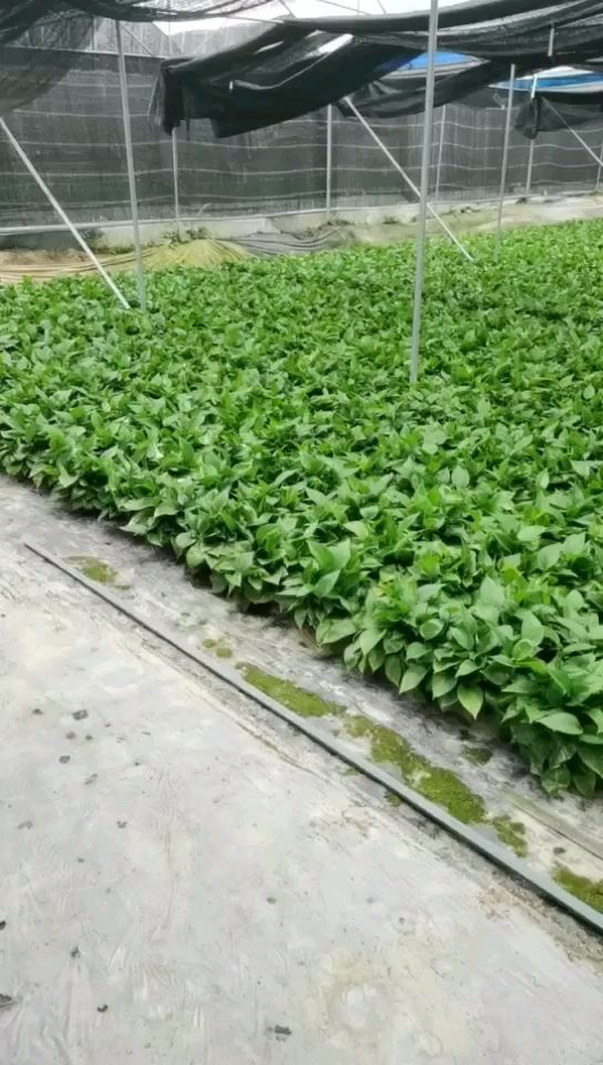 绿萝盆栽苗木花草室内观叶植物净化空气办公家居装饰