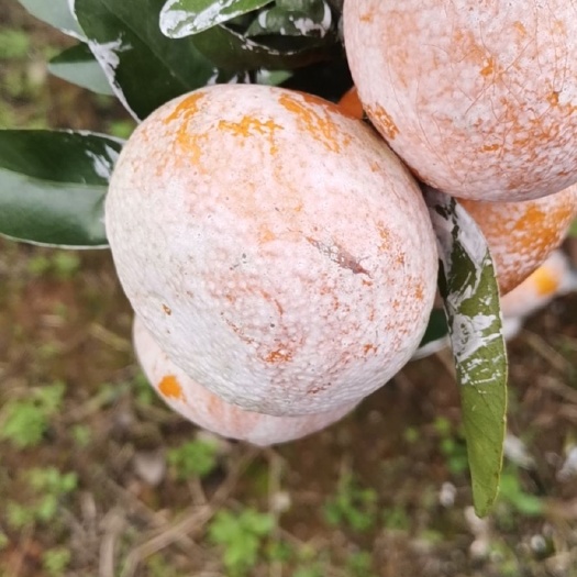 天等县广西崇左天等县茂谷柑上市