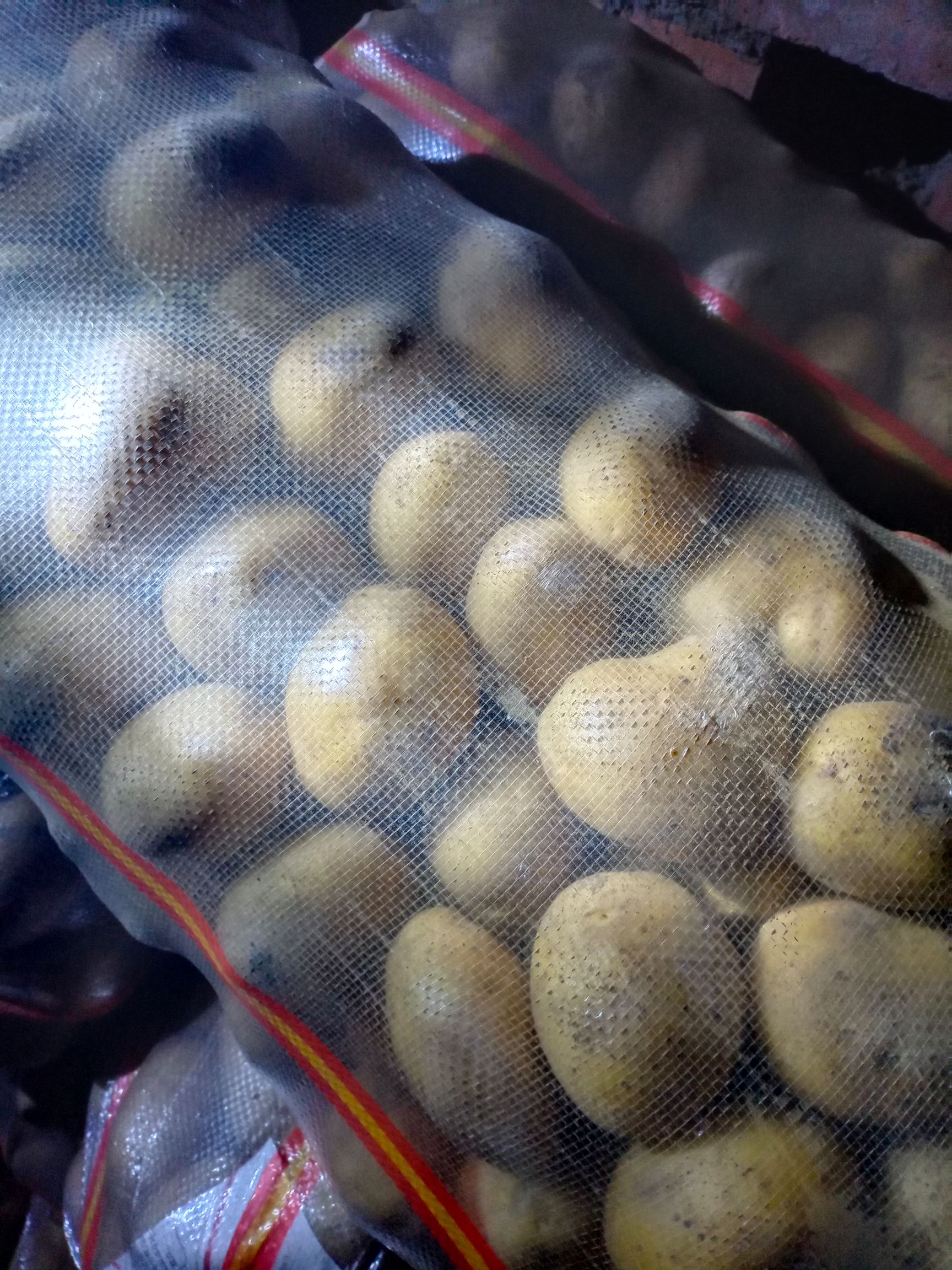 土豆种薯:经过脱毒纯度高亩产高，适应范围广，包种植技术。