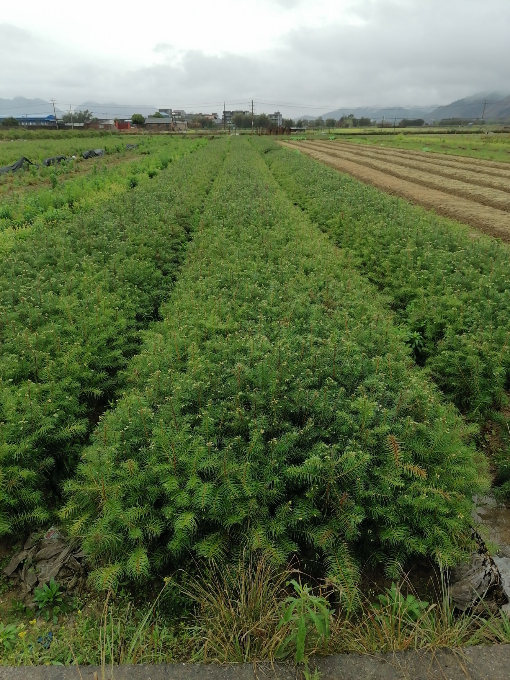 柳州融安香杉牌速生杉木苗