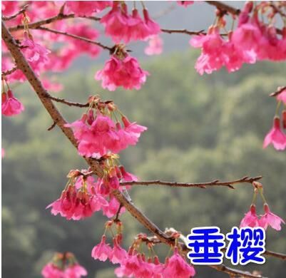 日本红叶樱花  日本樱花树苗庭院绿化植物大型风景树乔木盆栽地栽晚樱南北方种植
