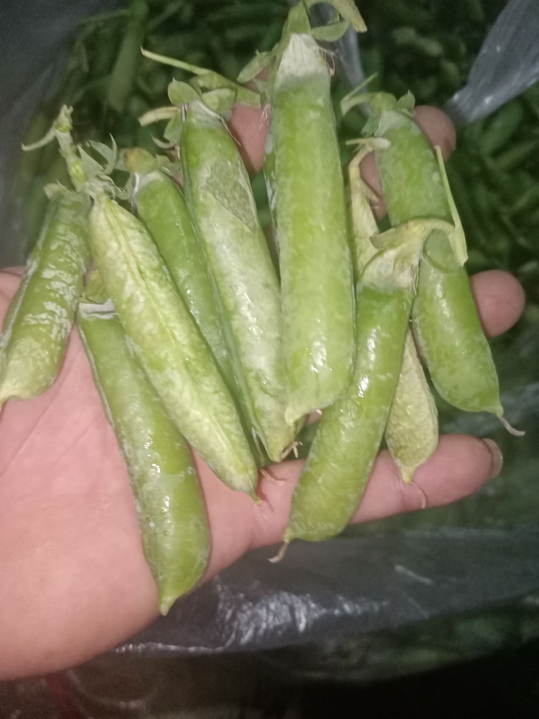 新鲜豌豆，水果豌豆，甜豌豆