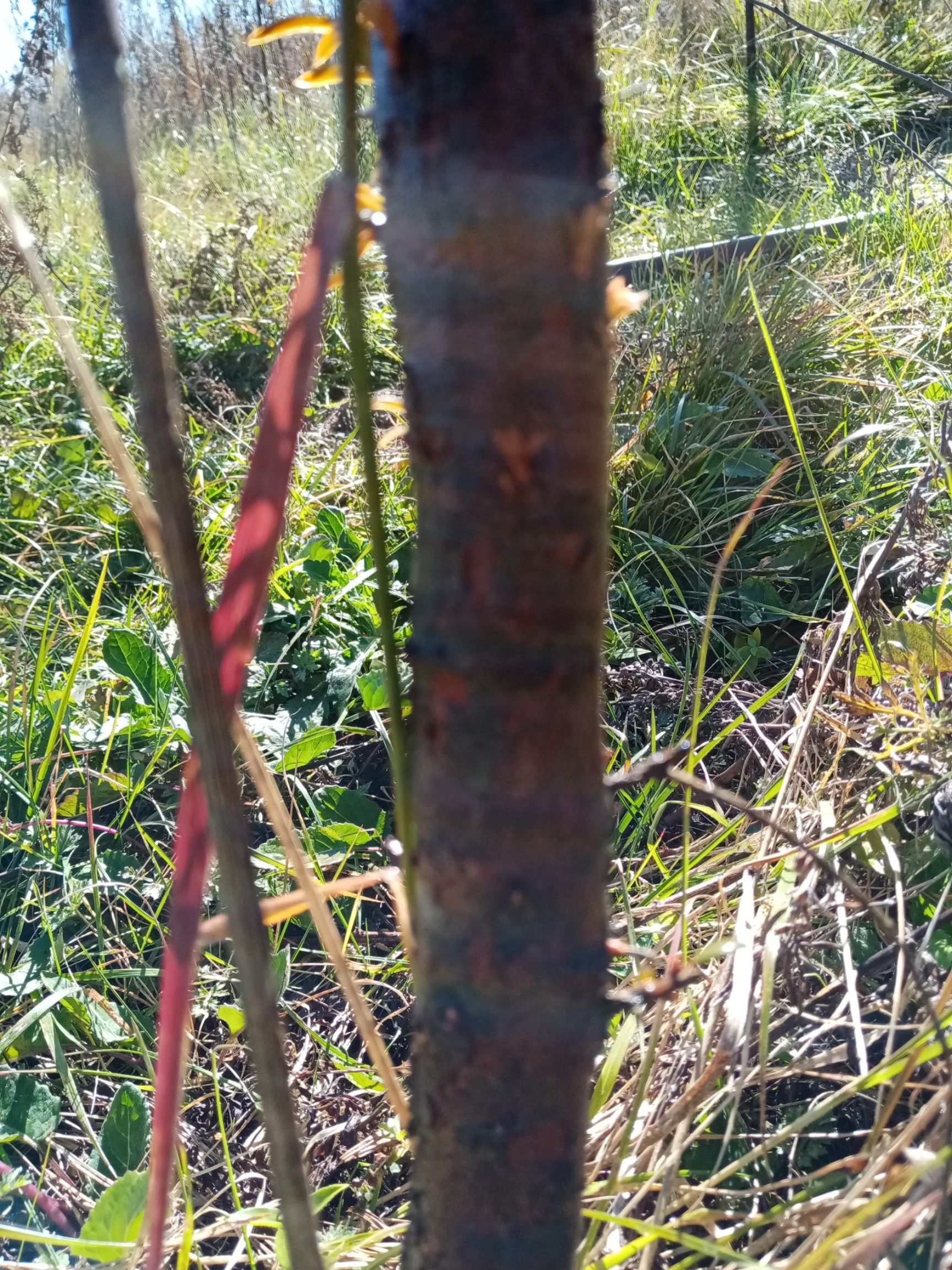 南京雪松 会泽雪松