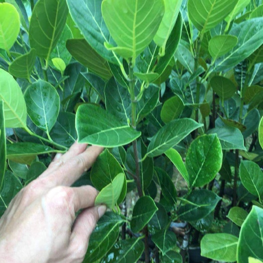 龙门县四季菠萝蜜苗 常有，珍珠，泰八，泰十二，马1等等都有