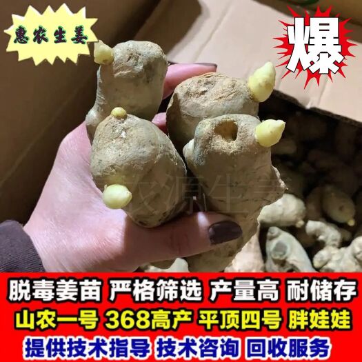 蚌埠【368高产姜种】产地直销催芽姜种提供技术指导全国发货包回收