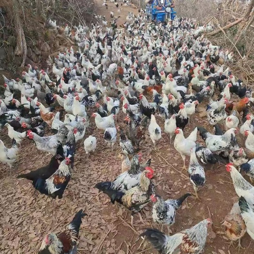衡阳脱温鸡苗  脱温苗鹊山鸡苗
