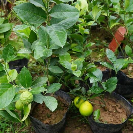 南京柠檬苗  柠檬树苗盆栽地栽当年结果耐寒耐旱南方北方种植庭院四季果树苗