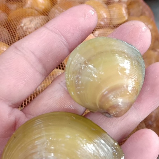 北海淡水螺  黄沙螺，咸淡水，肉质鲜美，餐桌上的菜谱