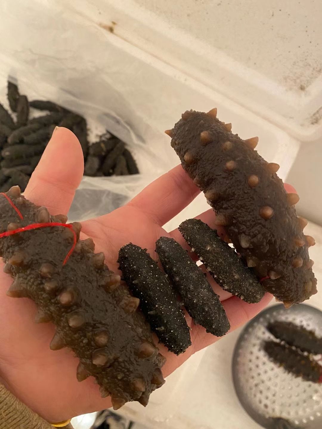 海参干  出一款海区底播淡干海参，刺参涨发两倍半的短粗胖YS