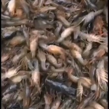 荆州小龙虾苗  虾苗千亩养殖基地低价批发，个头大，存活率高，欢迎老板来考察