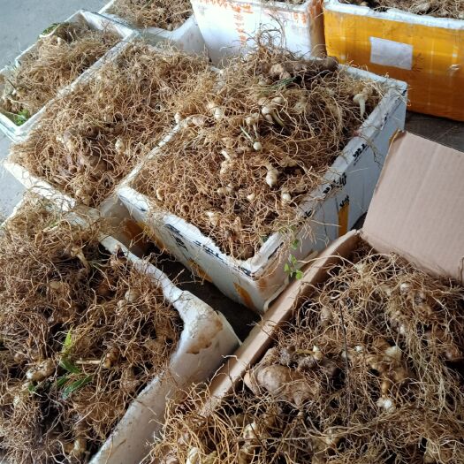 安化县黄精种苗 高产甜黄精种茎，带芽块茎